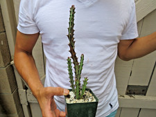 Euphorbia knuthii cactus for sale  Garden Grove