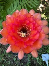 Ibrido trichocereus ka2019.162 usato  Spedire a Italy