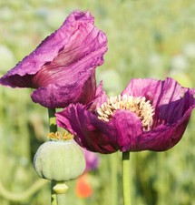 Türkischer mohn manhattan gebraucht kaufen Türkischer mohn manhattan gebraucht kaufen  Bad Zwischenahn