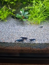 Lot crevettes aquarium d'occasion  Mont-de-Marsan