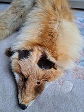 Fuchsfell fuchs pelz gebraucht kaufen  Fürth