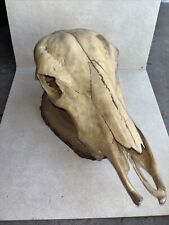 Real elk skull for sale  New Port Richey