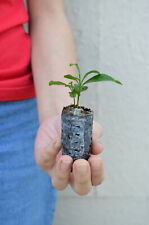 Valencia orange tree for sale  La Junta