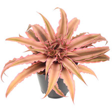 Cryptanthus pink earth for sale  Concord