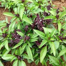 Thai basil herb for sale  Englishtown