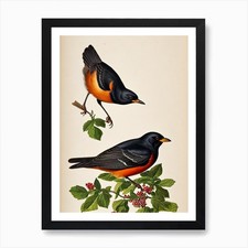 Blackbird james audubon for sale  UK