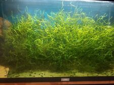 20g java moss for sale  WESTON-SUPER-MARE