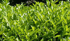 Piante lauroceraso vaso usato  Terlizzi