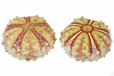 Coelopleurus maillardi seeigel gebraucht kaufen  Wiehl