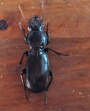 Coleoptera carabidae percus usato  Roma