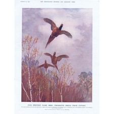 Pheasants rising covert for sale  GLASGOW
