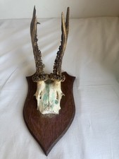 Trophée ancien bois d'occasion  Saint-Génis-des-Fontaines