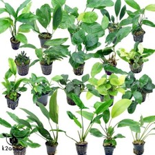 Anubias species live for sale  HOUNSLOW