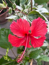 Hibiskus hibiscus rosa gebraucht kaufen  Everswinkel