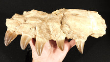 Huge mosasaurus jaw for sale  Salt Lake City