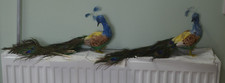 Pair vintage peacock for sale  ANSTRUTHER