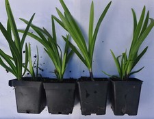 Agapanthus plants for sale  LYDNEY