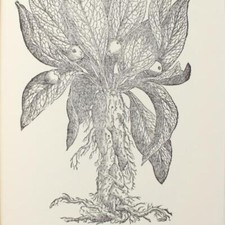 Herbal herbs prints for sale  Tonawanda