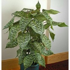 Dracaena goldieana tropical for sale  SOUTHAMPTON