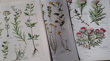 Flore complete gaston d'occasion  Le Mans