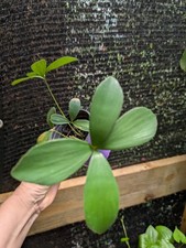 Zamia furfuracea cardboard for sale  Punta Gorda