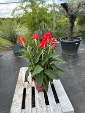 Canna indica cannova gebraucht kaufen  Nordkirchen