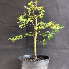 Good english hawthorn for sale  WREXHAM