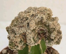 Astrophytum myriostigma coral usato  Lecce