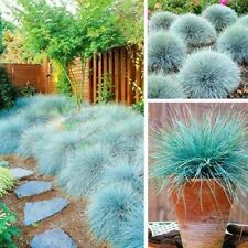 Festuca intense blue for sale  GLASGOW