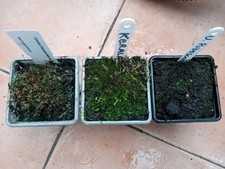 Utricularia collection carnivo for sale  COLWYN BAY