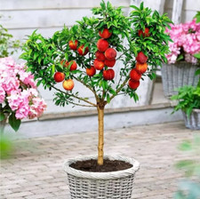 Dwarf peach tree for sale  UK