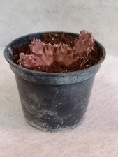 Orbea ciliata crestata usato  Spilamberto
