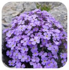 Aubrieta trailing aubretia for sale Aubrieta trailing aubretia for sale  LINCOLN