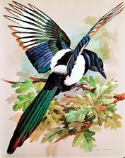 Magpie oak tree for sale  NELSON