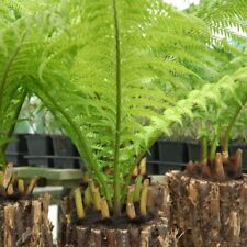 Dicksonia antarctica half for sale  IPSWICH