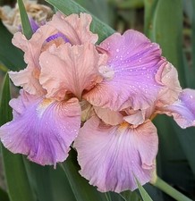 flower loom for sale flower loom for sale Ahsahka