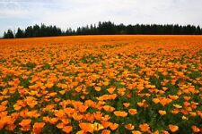 Poppy california orange for sale  Salem