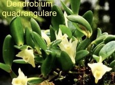 Dendrobium quadrangulare bloom for sale  Bogalusa