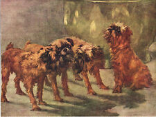 Brussels griffon group for sale  COLEFORD