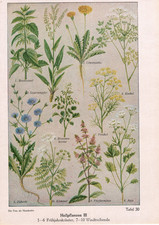medical plants for sale medical plants for sale Paris