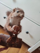 praparat gebraucht kaufen  Zweibrücken