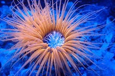 Large tube anemone for sale  SWINDON