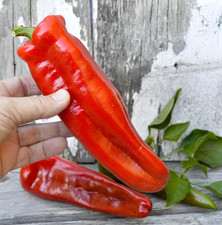 100ct giant red for sale  Spring Branch