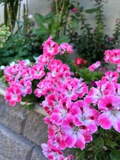 Live plants geranium for sale  San Jose