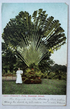 1900s postcard hawaii for sale  Tappan