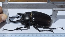 TS-40 Scarabaidae Megasoma rex 12,1cm comprar usado  Enviando para Brazil