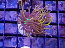 Indo gold torch for sale  Oceanside
