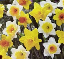 Narcissus trumpet daffodil for sale  Hollister