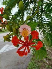 Royal poinciana seeds for sale  Pompano Beach