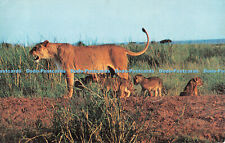 R519771 african wild for sale  WARLINGHAM